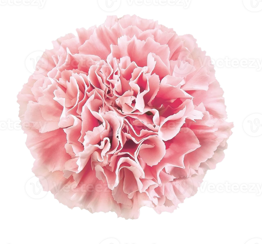 carnation flower png transparent background