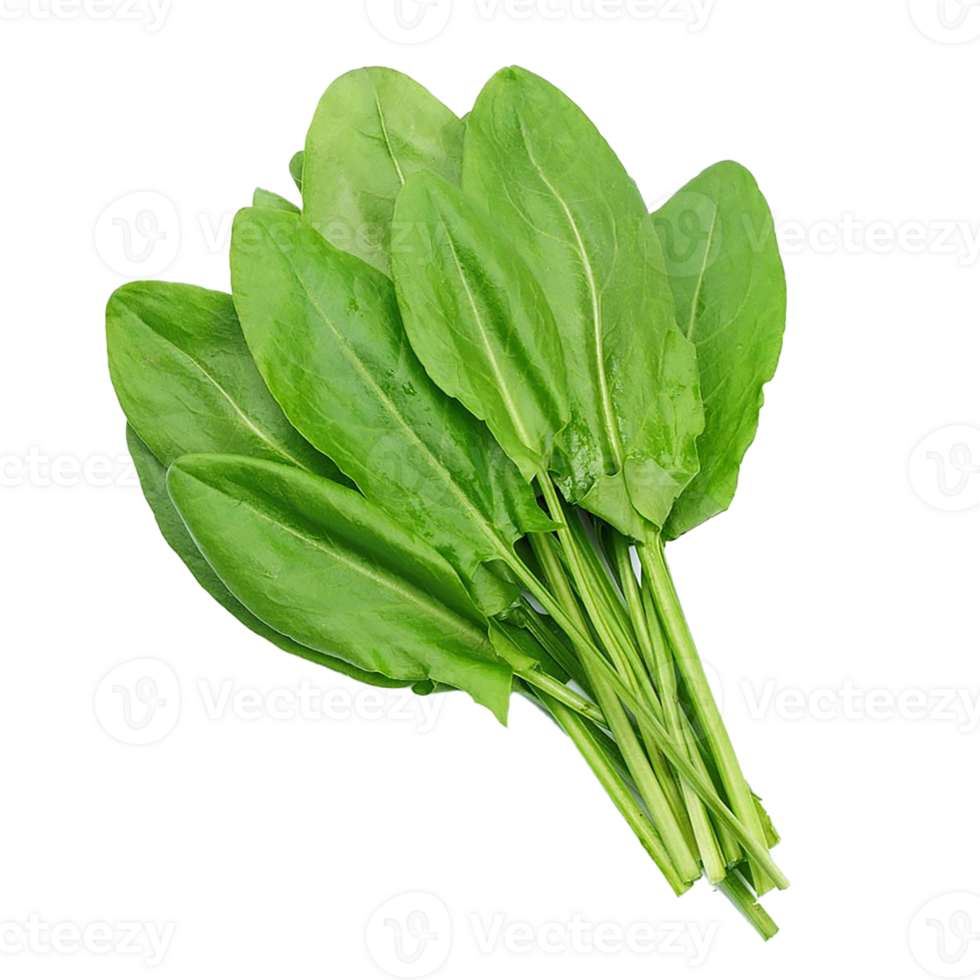 spinach png transparent background