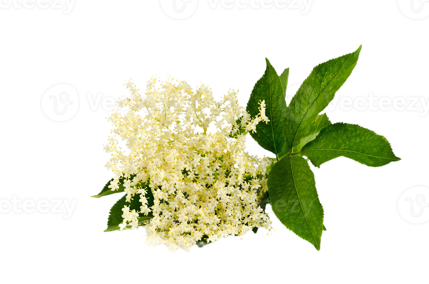 Elderberry flower png transparent background