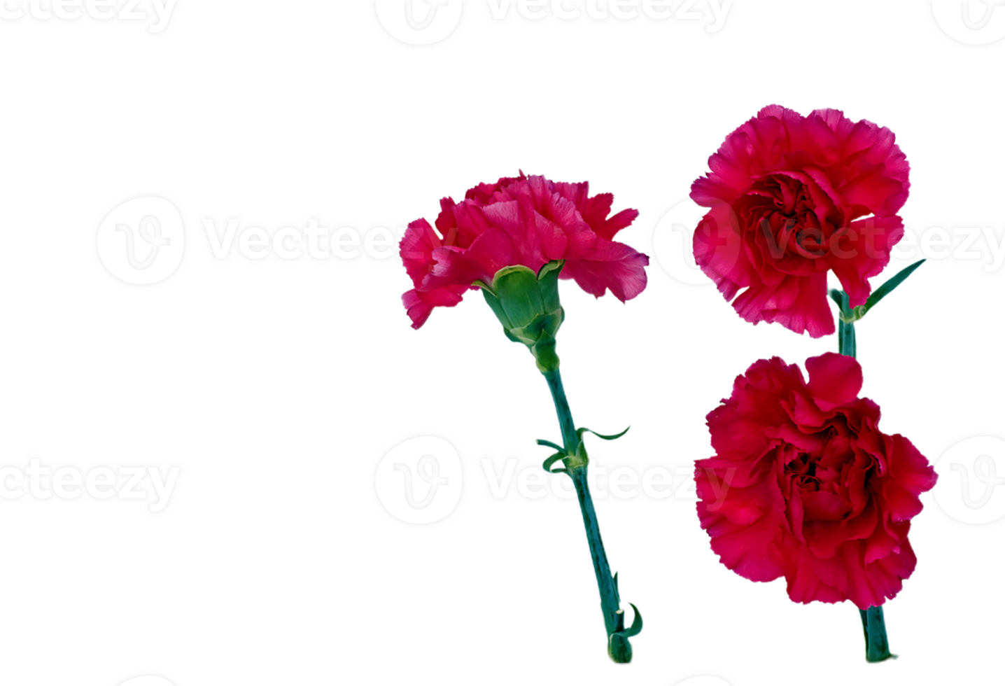 carnation flower png transparent background