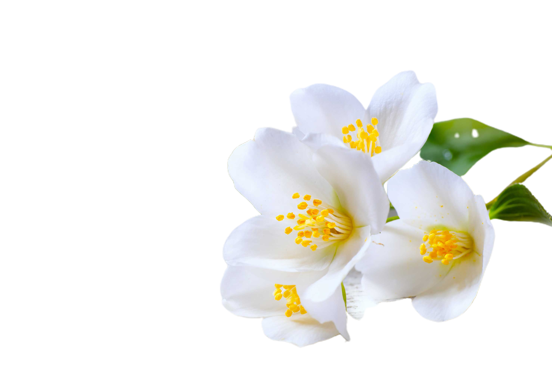 jasmine flower png transparent background 29713367 PNG