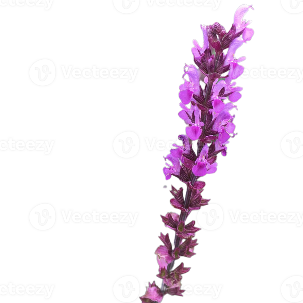 false salvia flower png transparent background