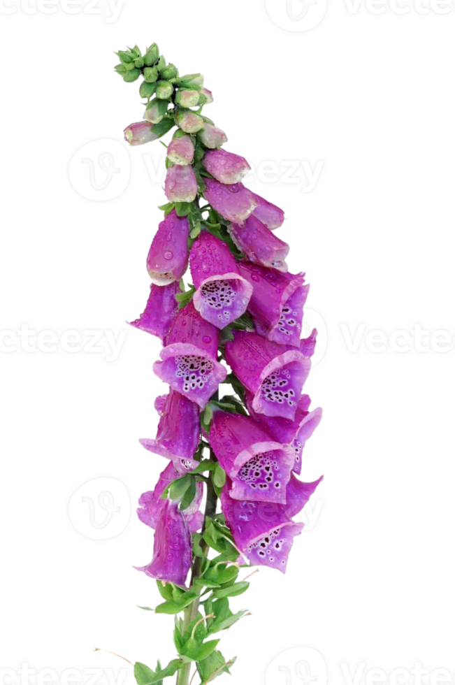 foxglove flower png transparent background