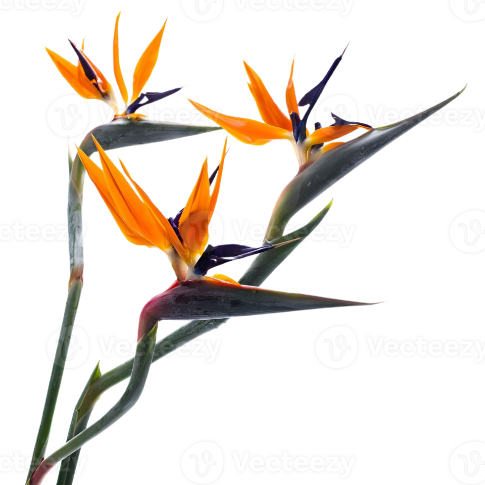bird of paradise flower png transparent background