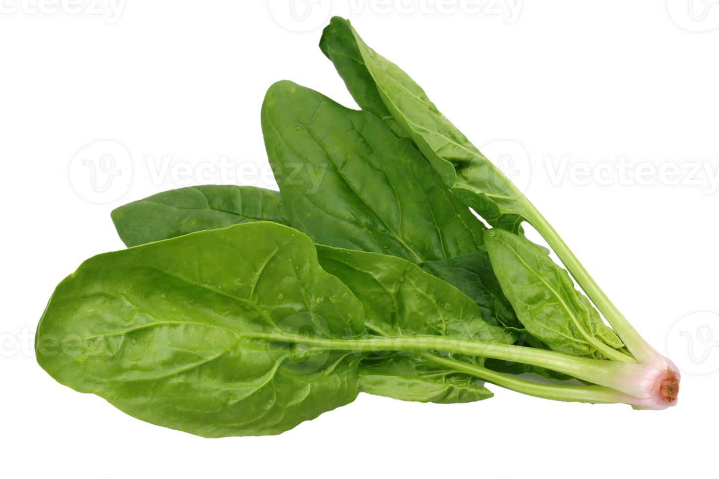 spinach png transparent background