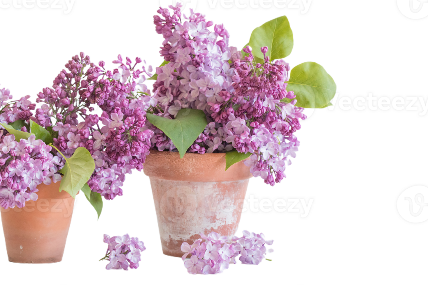 Lilac flower png transparent background