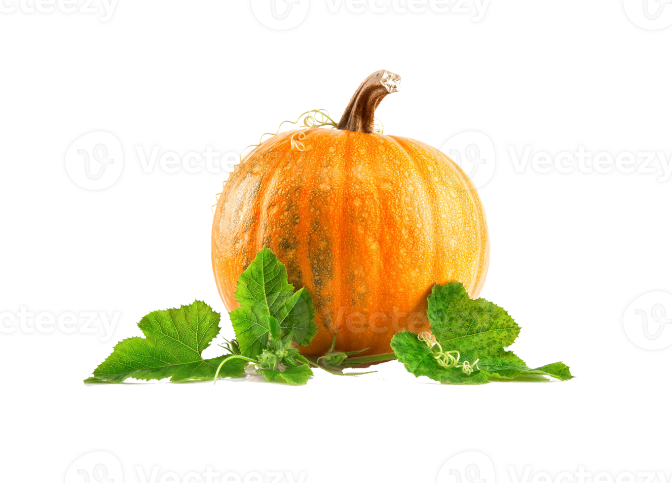 Pumpkin png transparent background