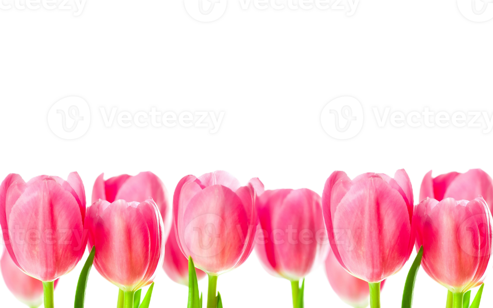 Tulip flower png transparent background