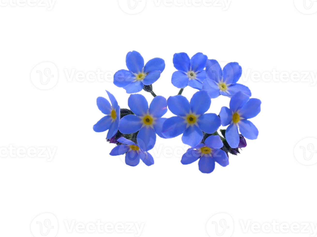 me not flower png transparent background 29713546 PNG