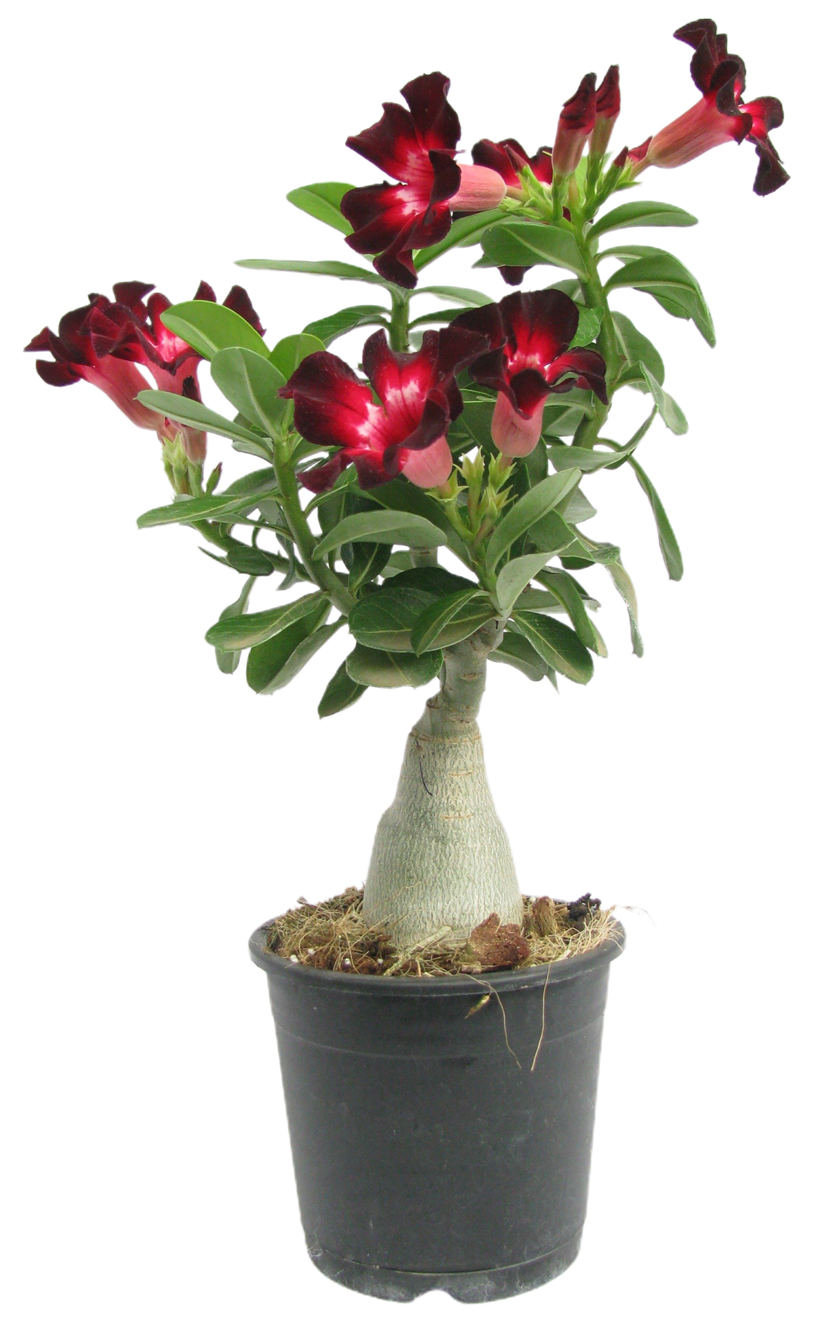 Adenium obesum Blume png transparent Hintergrund 29713550 PNG