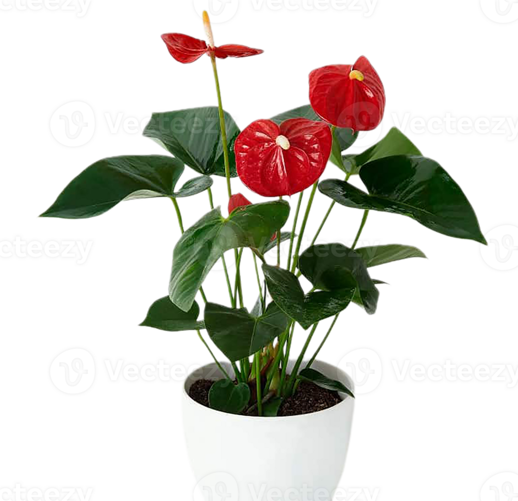 Anthurium flower png transparent background