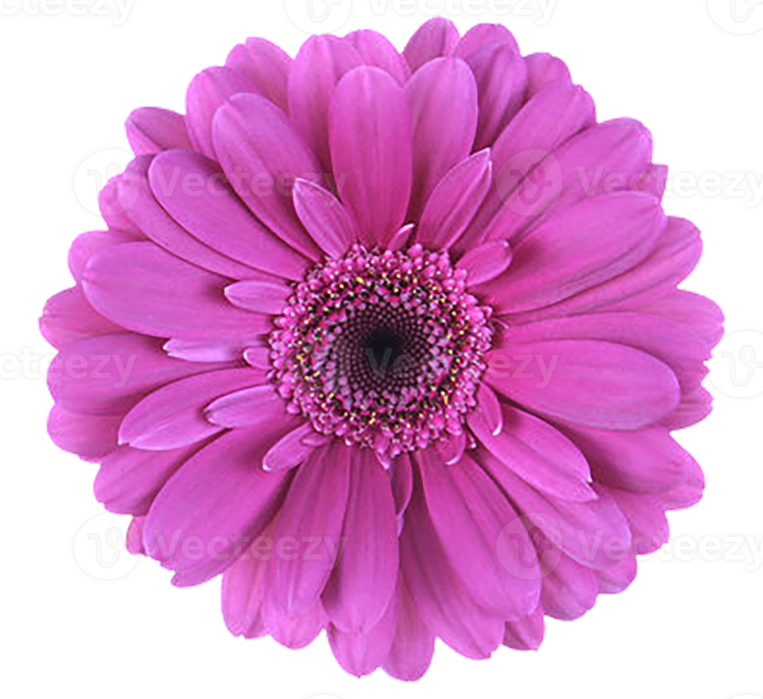 Aster flower png transparent background