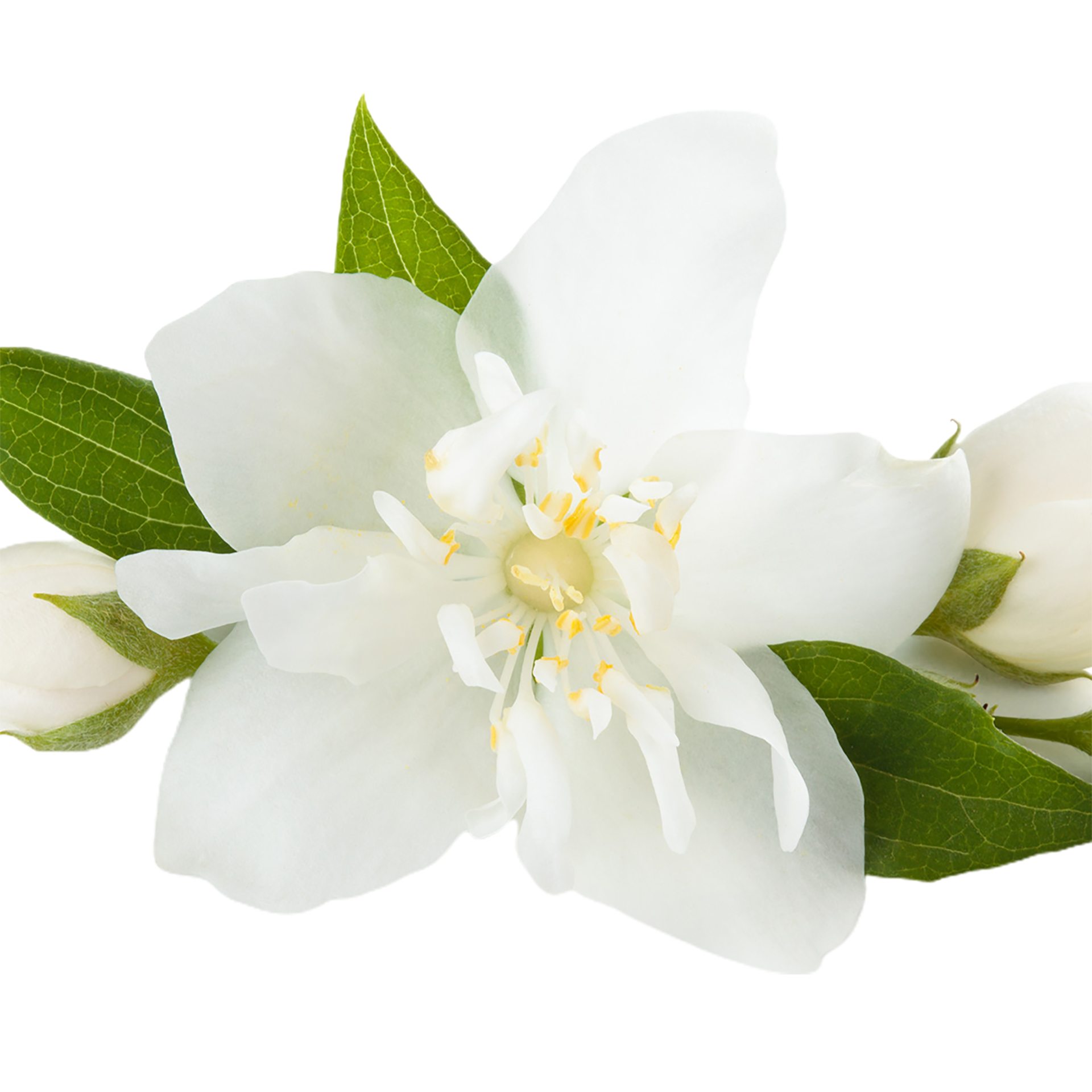 jasmine flower png transparent background 29713566 PNG