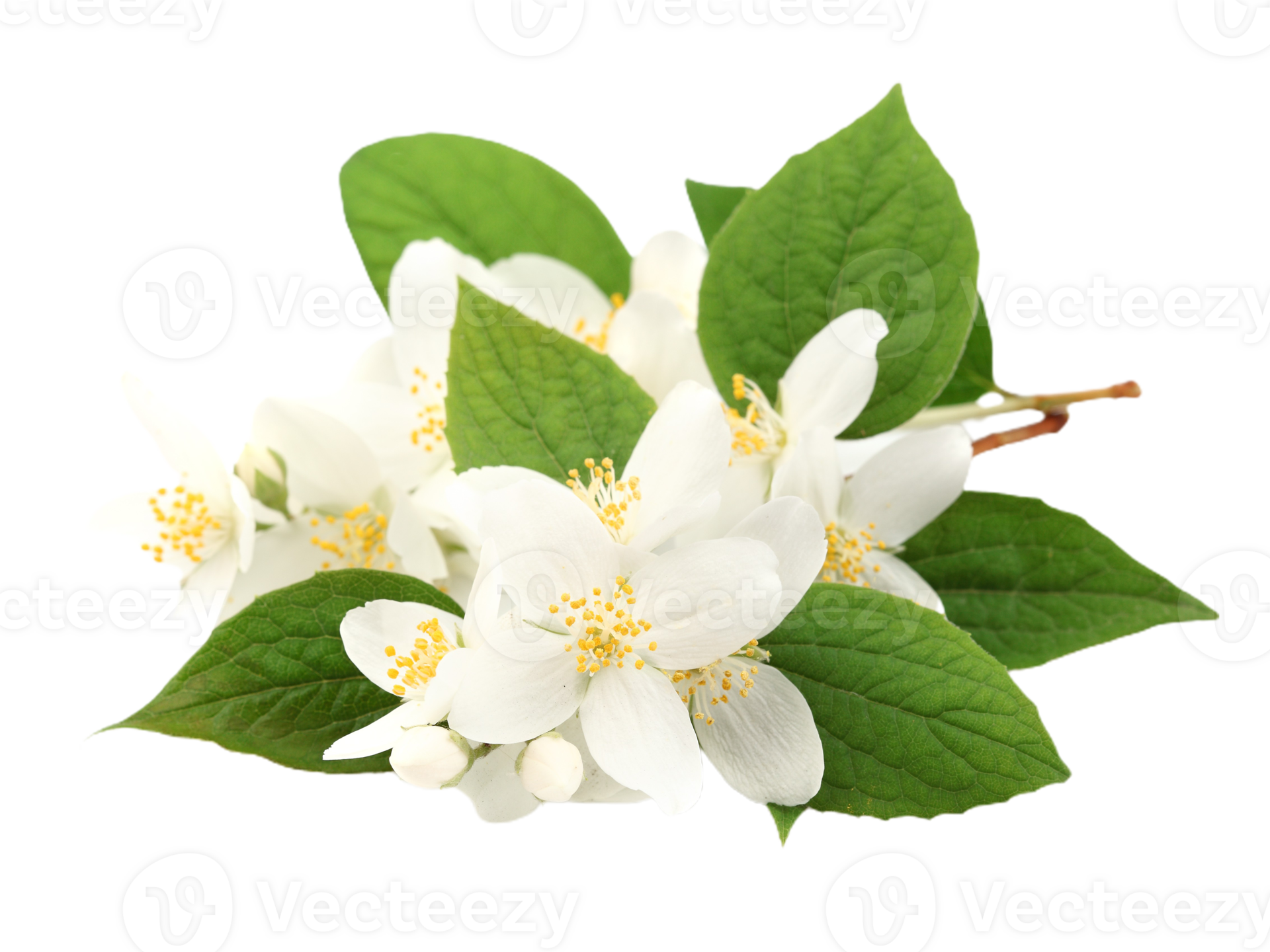jasmine flower png transparent background 29713571 PNG