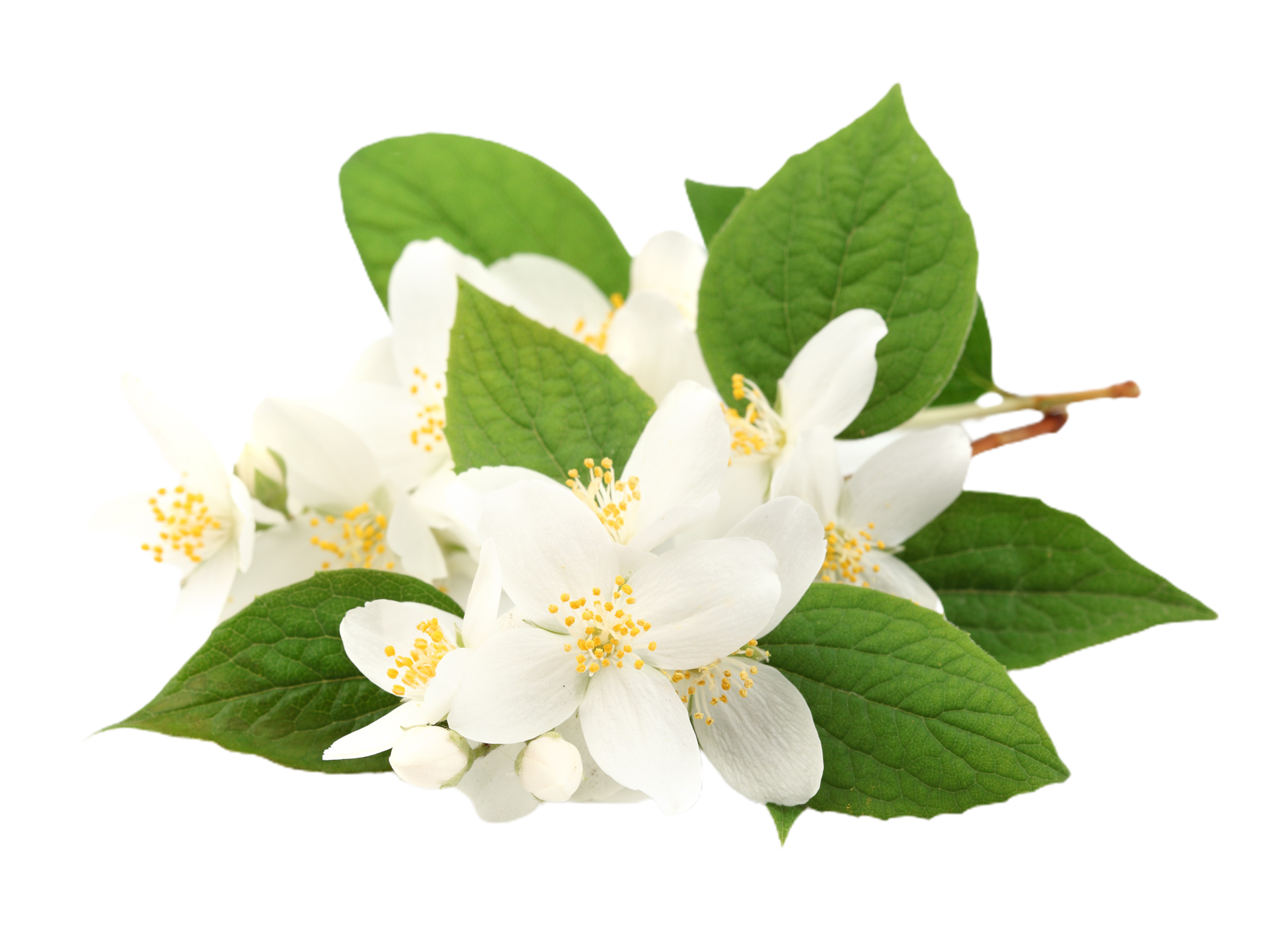 jasmine flower png transparent background 29713571 PNG