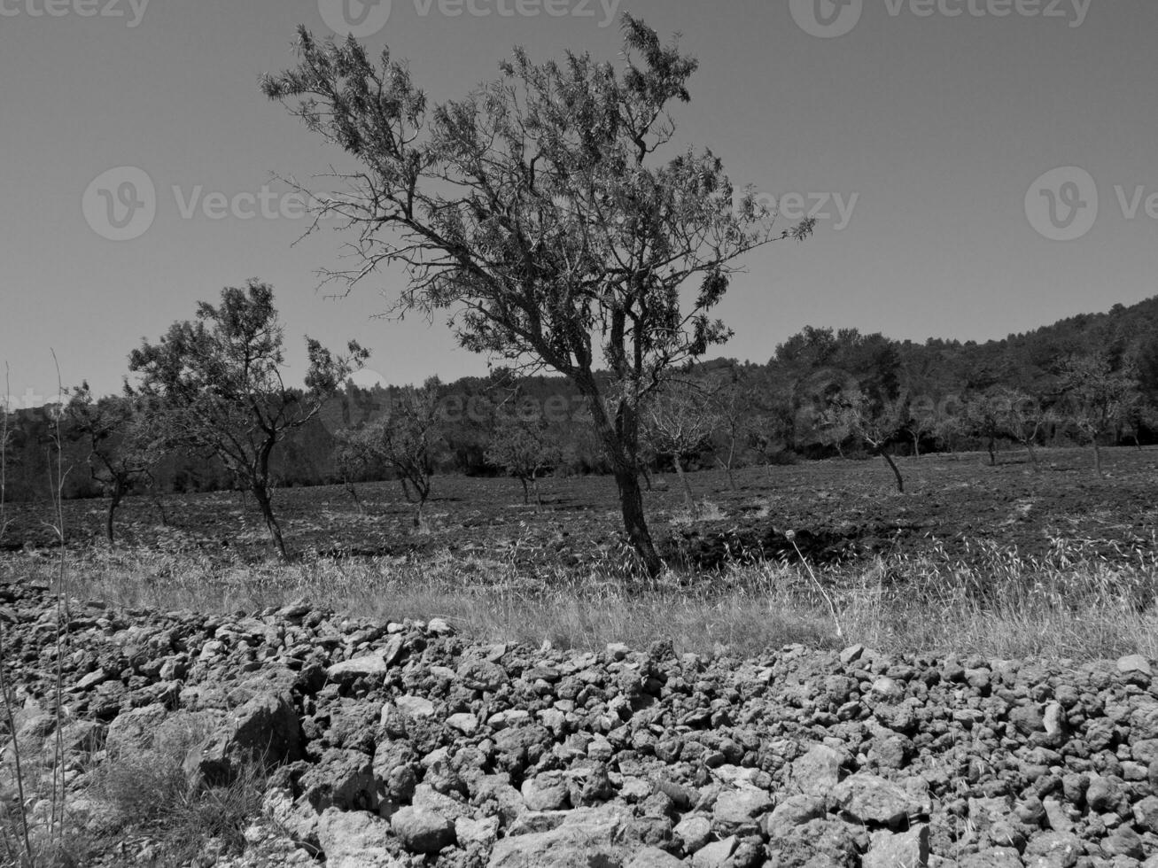 the island of Ibiza photo