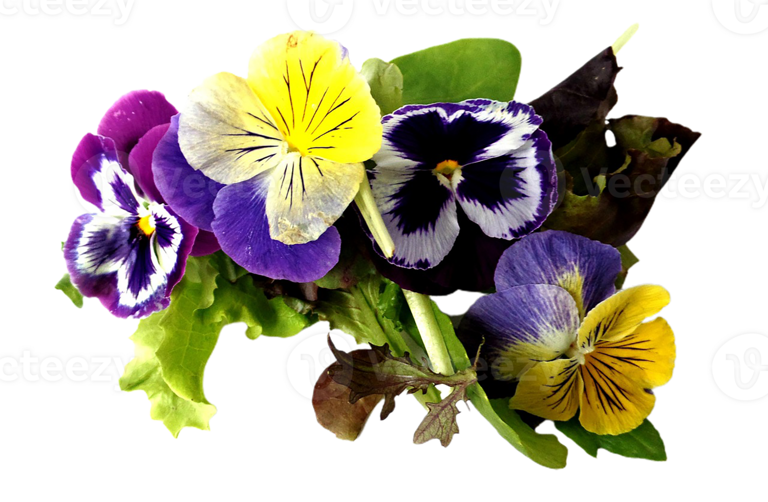 Pansy flower png transparent background