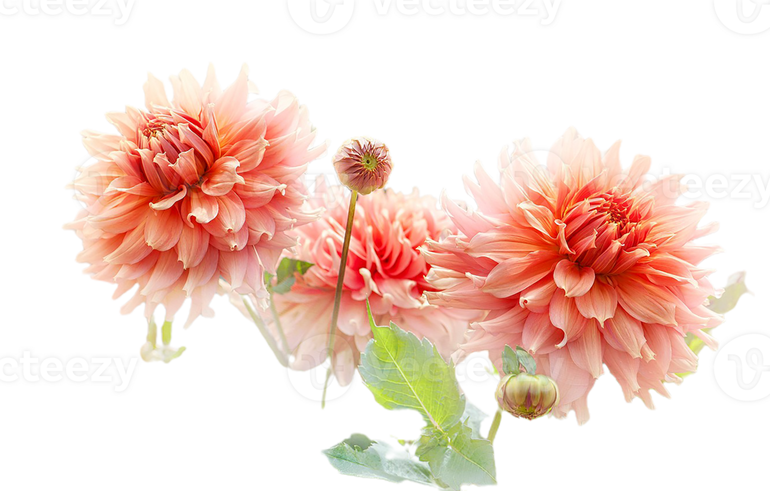 dahlia flower png transparent background