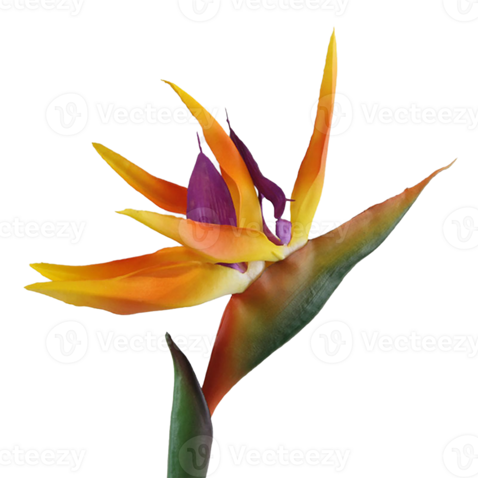 bird of paradise flower png transparent background