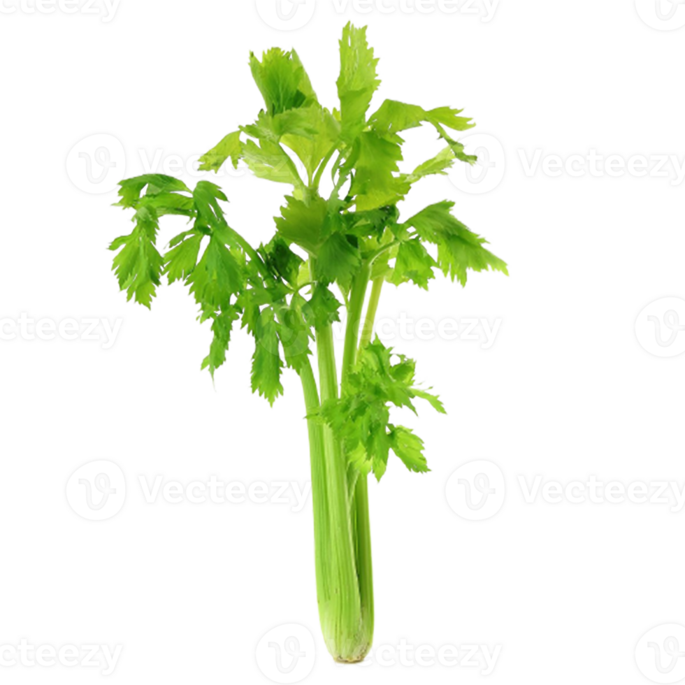 celery png transparent background