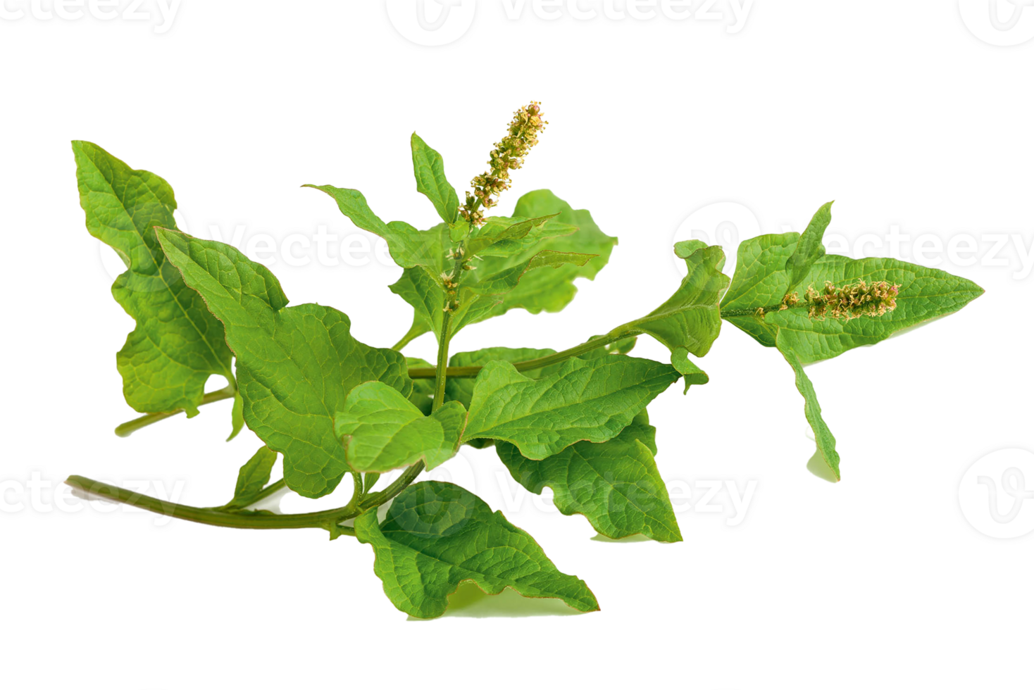 spinach png transparent background