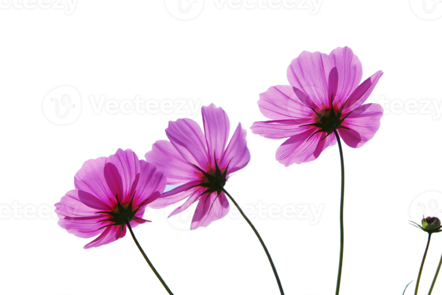 Cosmos flower png transparent background