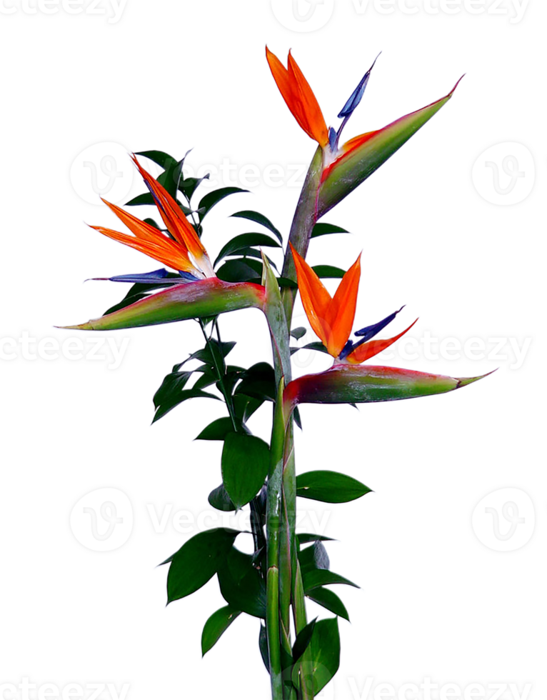 bird of paradise flower png transparent background