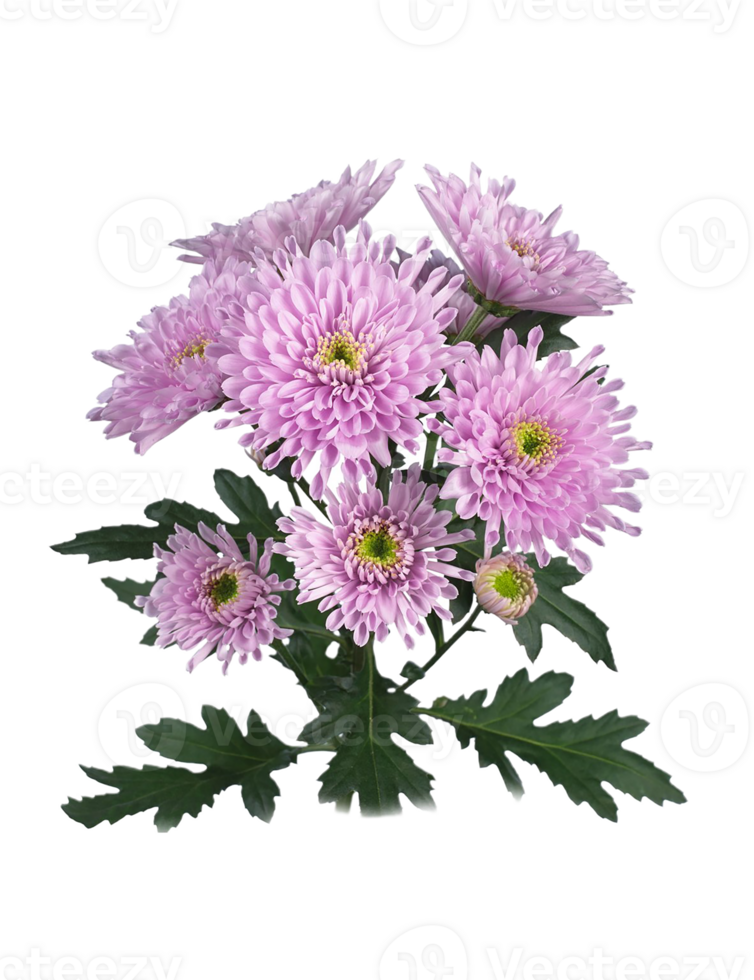 Chrysanthemum flower png transparent background