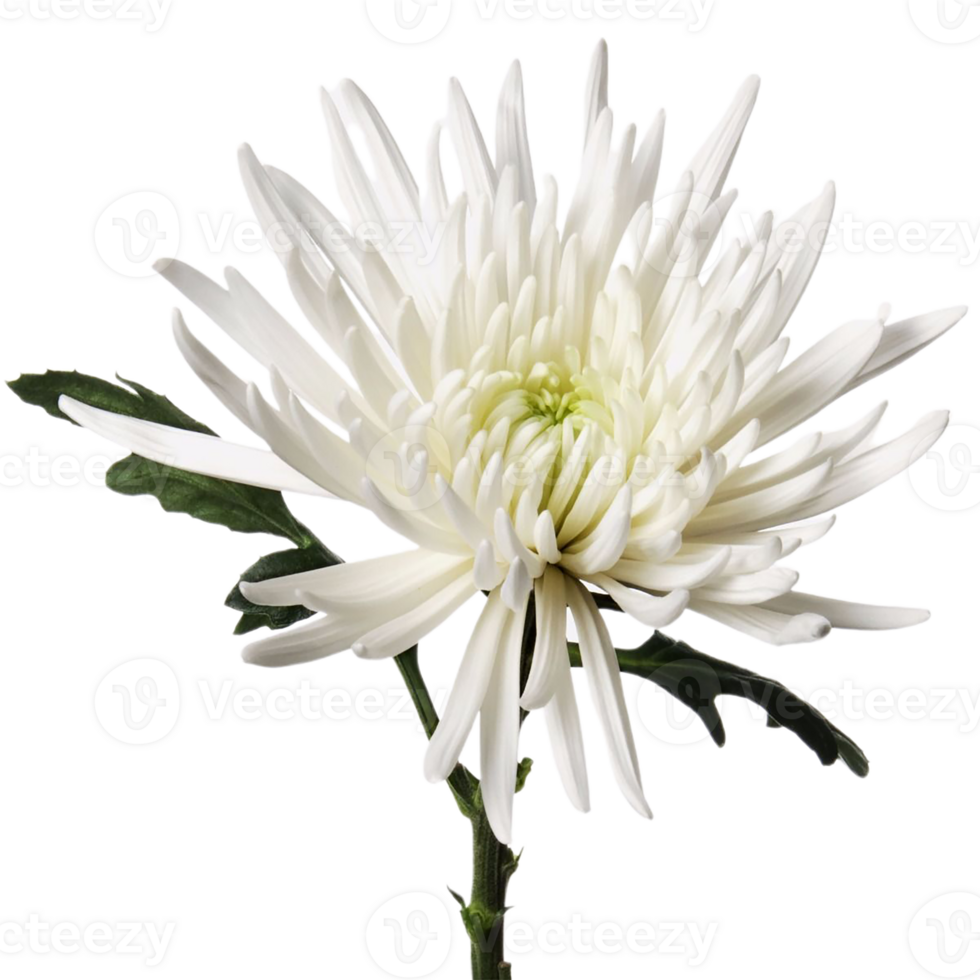 Chrysanthemum flower png transparent background
