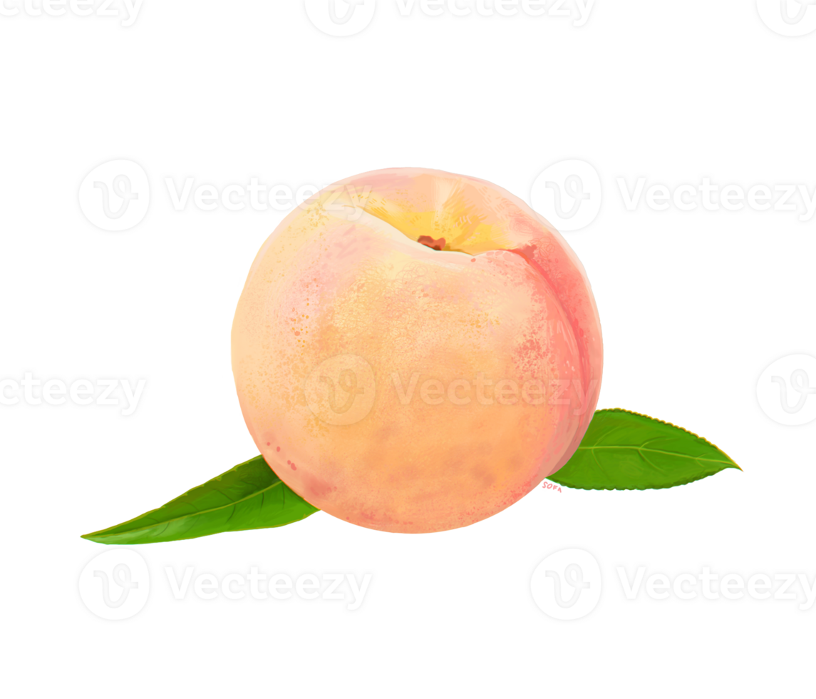 peach png transparent background