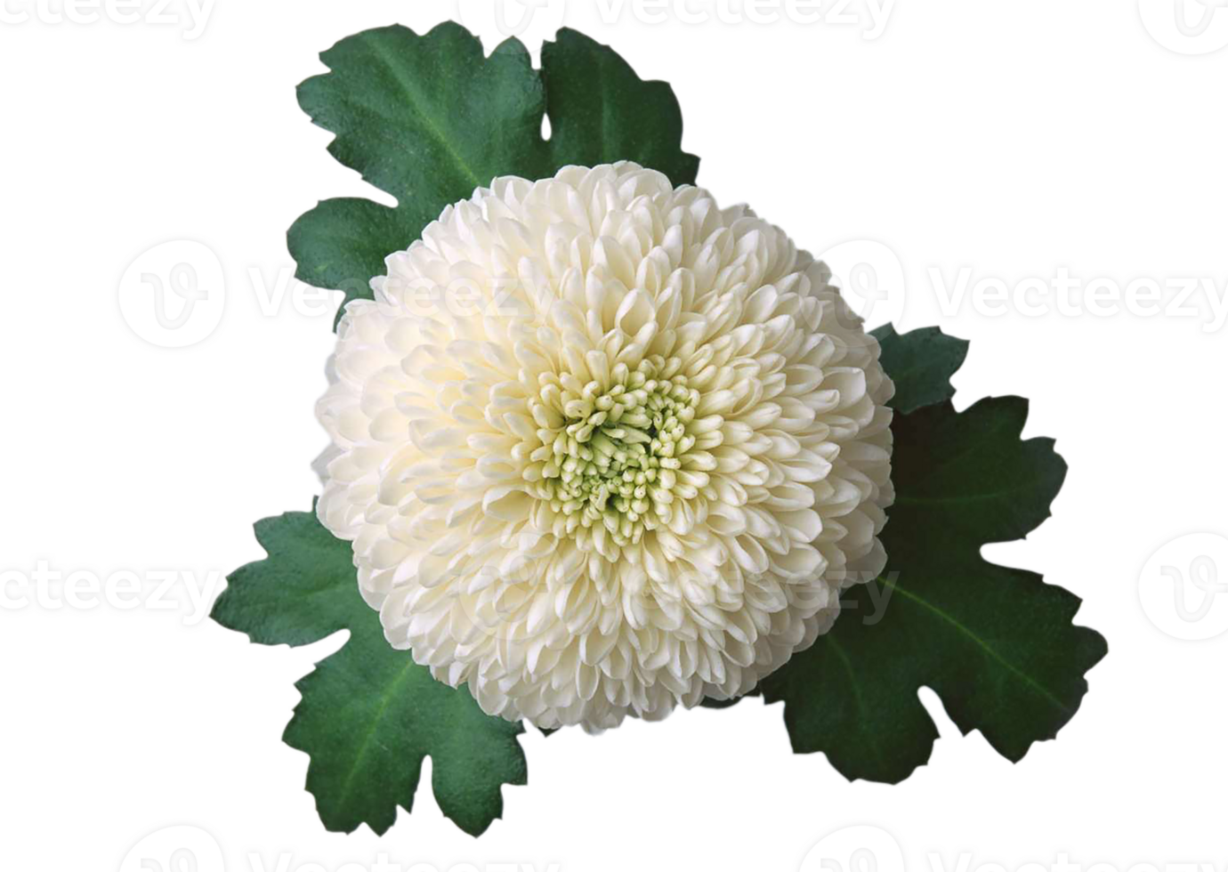 Chrysanthemum flower png transparent background