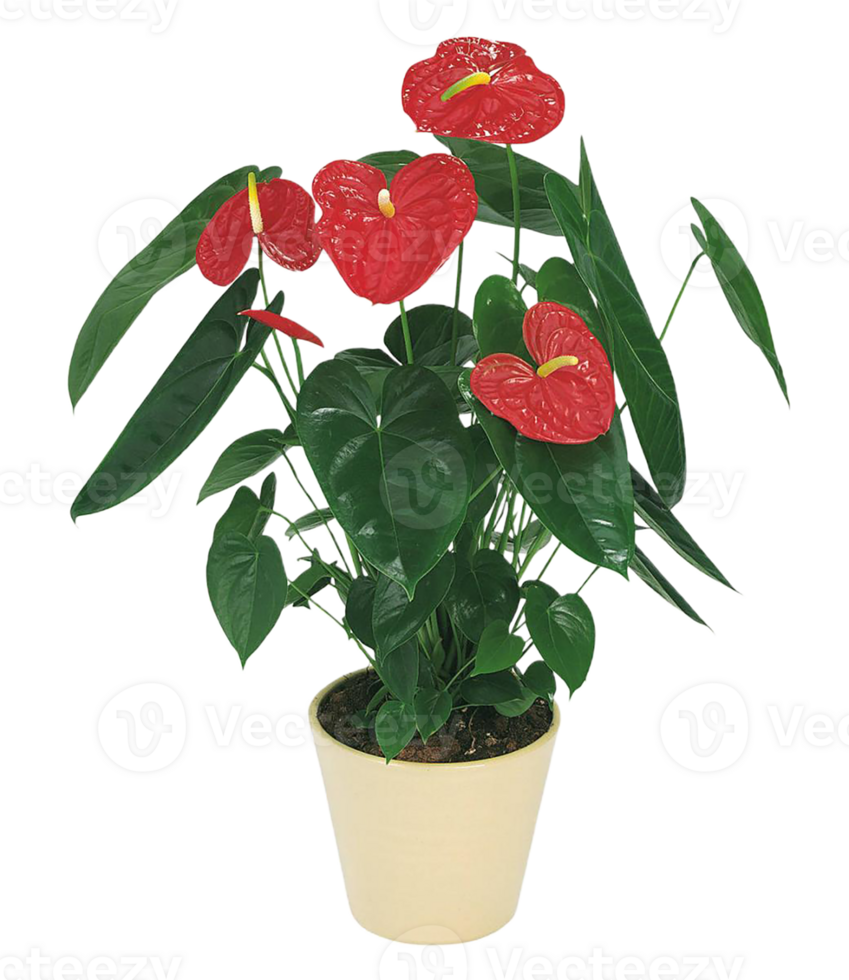 Anthurium flower png transparent background