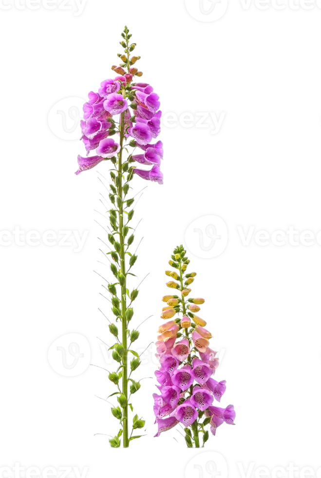 foxglove flower png transparent background