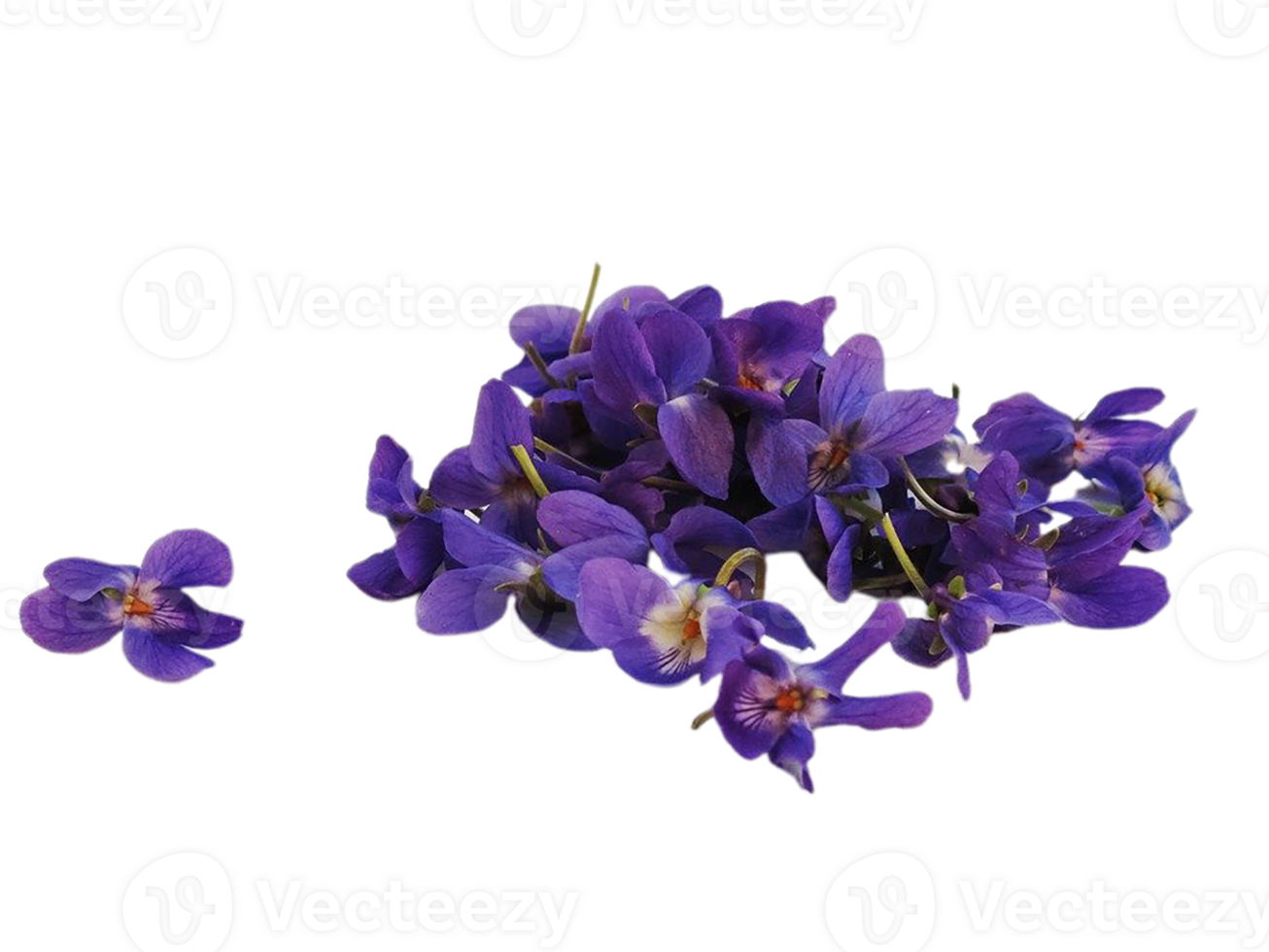 viola flor png transparente fundo