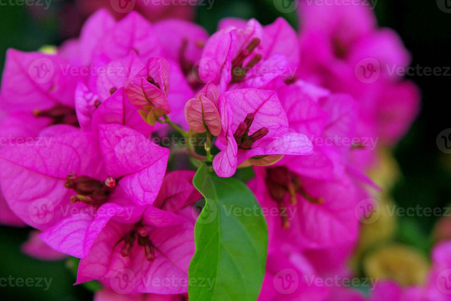 Close up view of bougainvillea pink flower. photo