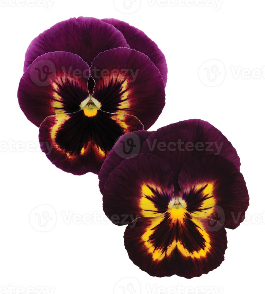 Pansy flower png transparent background