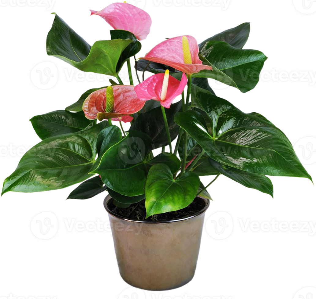 Anthurium flower png transparent background