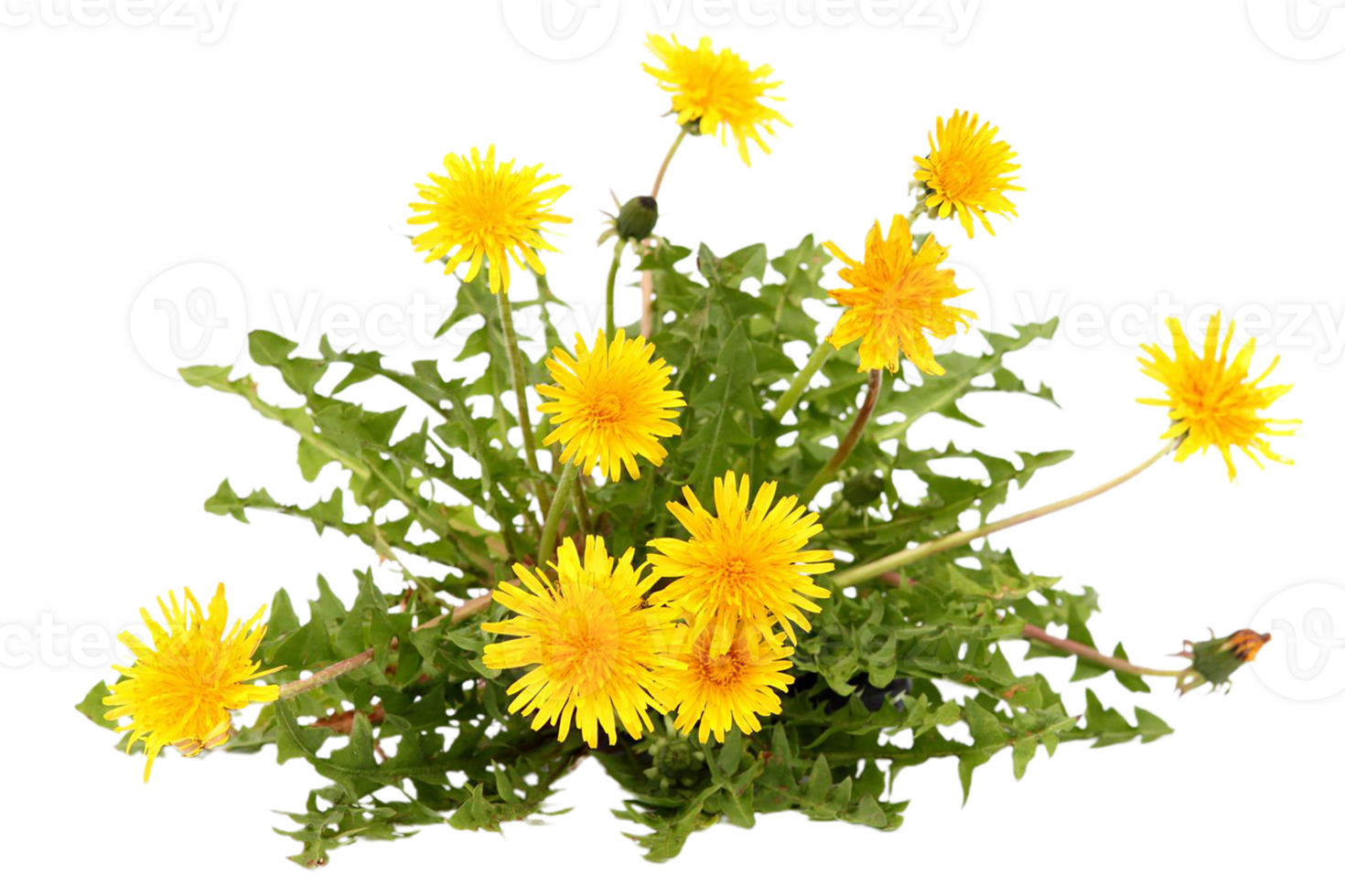 Löwenzahn Blume png transparent Hintergrund