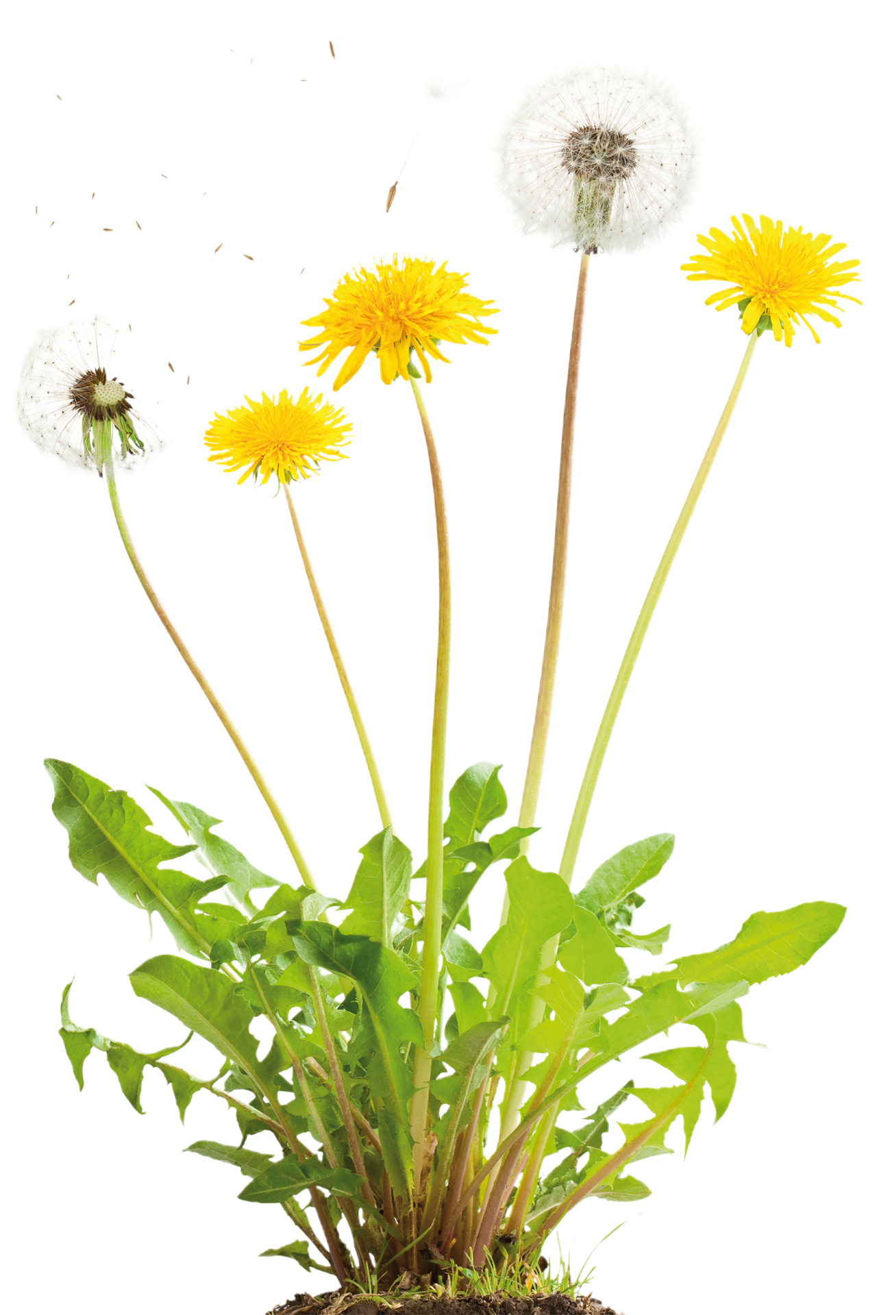 dandelion flower png transparent background 29719632 PNG