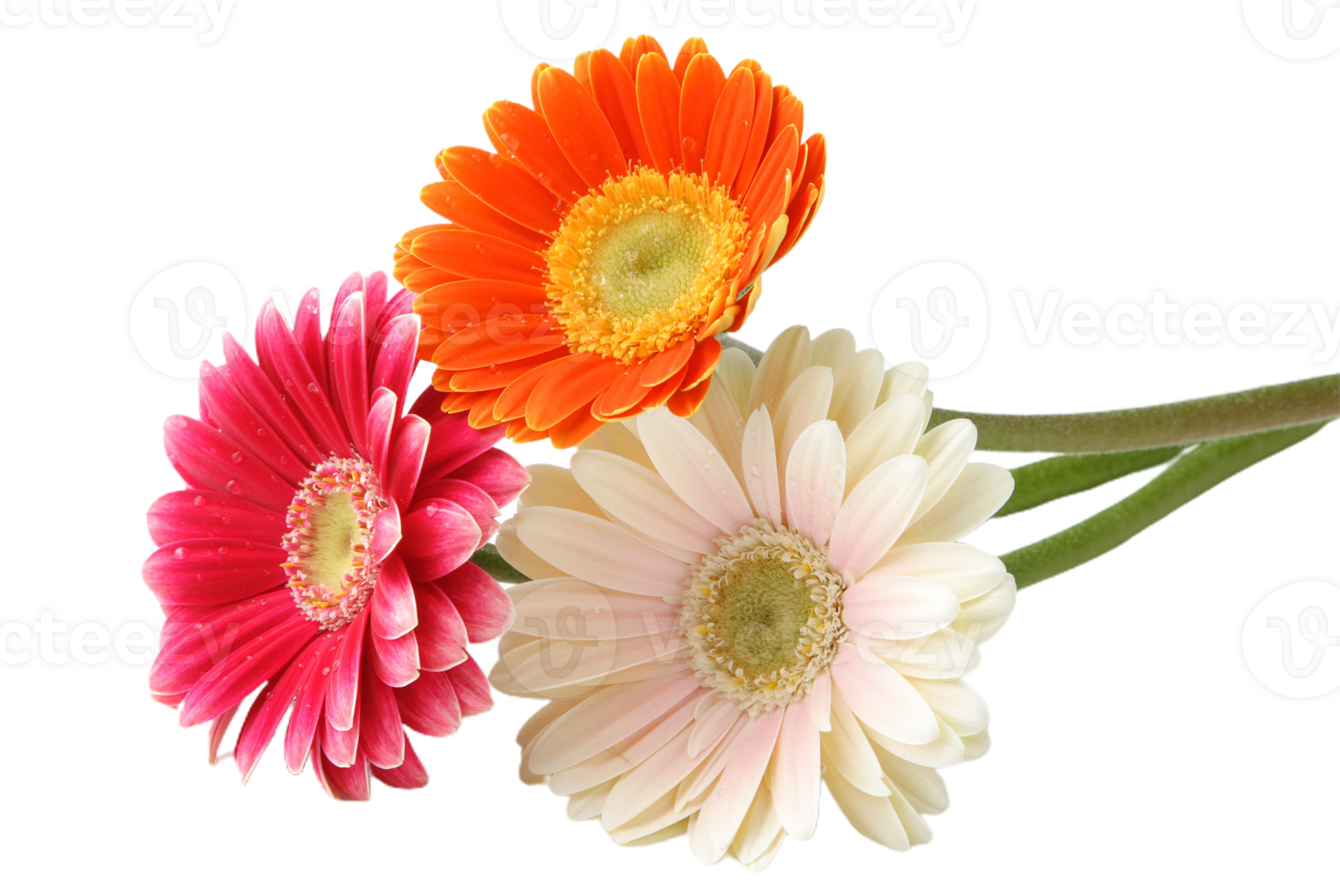 Gerbera Png Transparent Background 29719633 Png