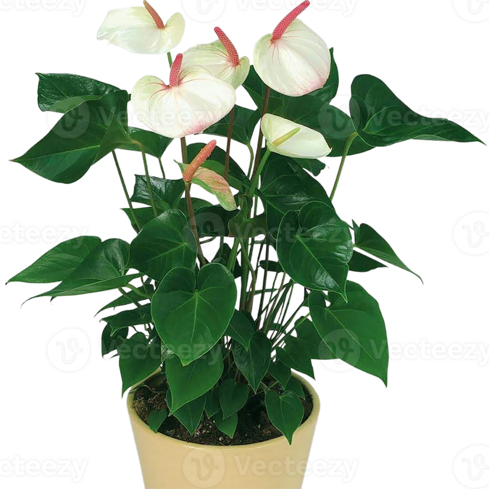 Anthurium flower png transparent background