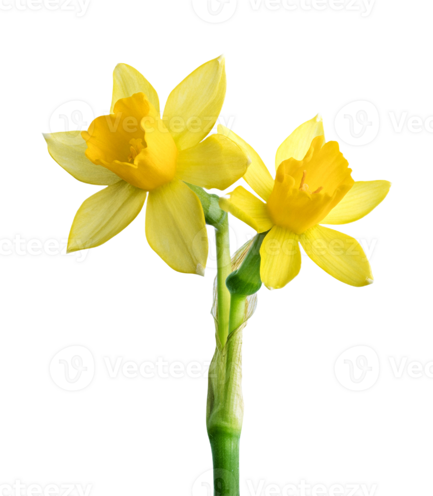 daffodil flower png transparent background