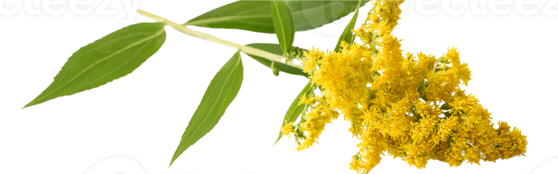 goldenrod png transparent background