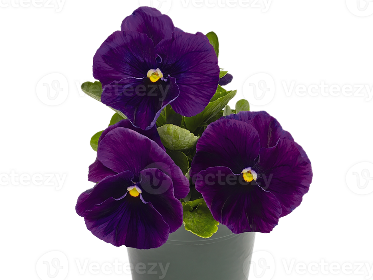 viola flor png transparente antecedentes