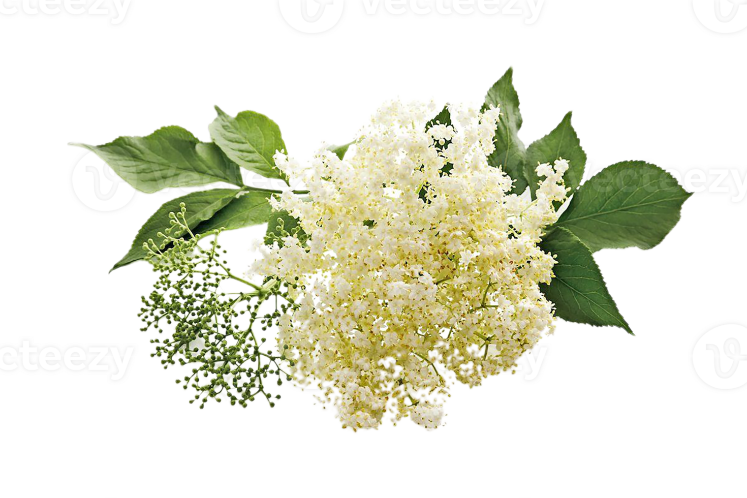 Elderberry flower png transparent background