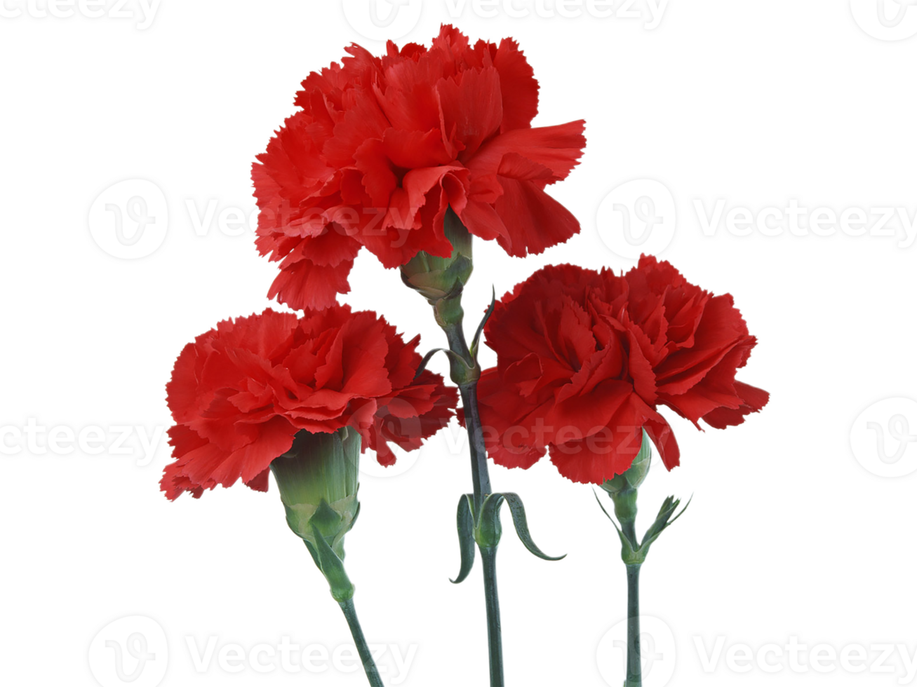 carnation flower png transparent background