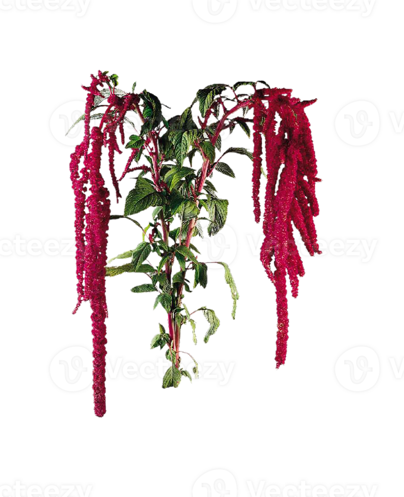 amaranth flower png transparent background