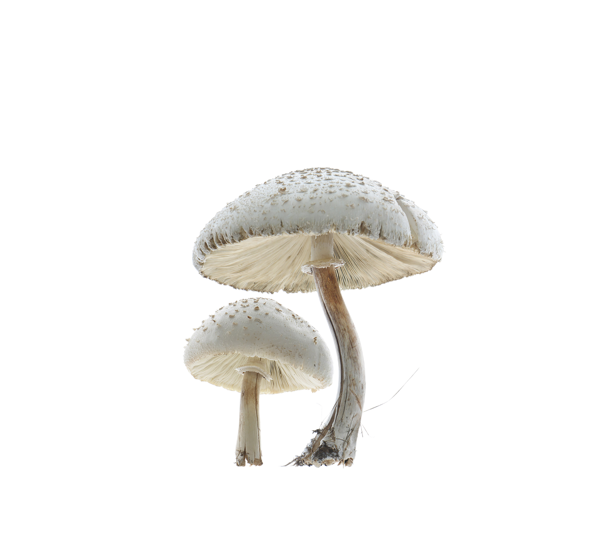 mushroom png transparent background 29719738 PNG