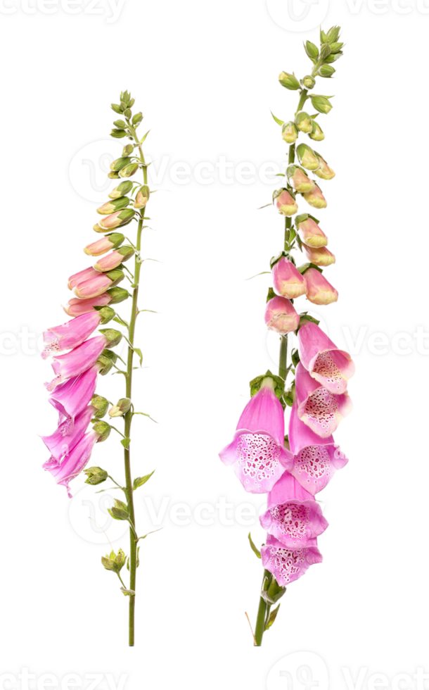 foxglove flower png transparent background
