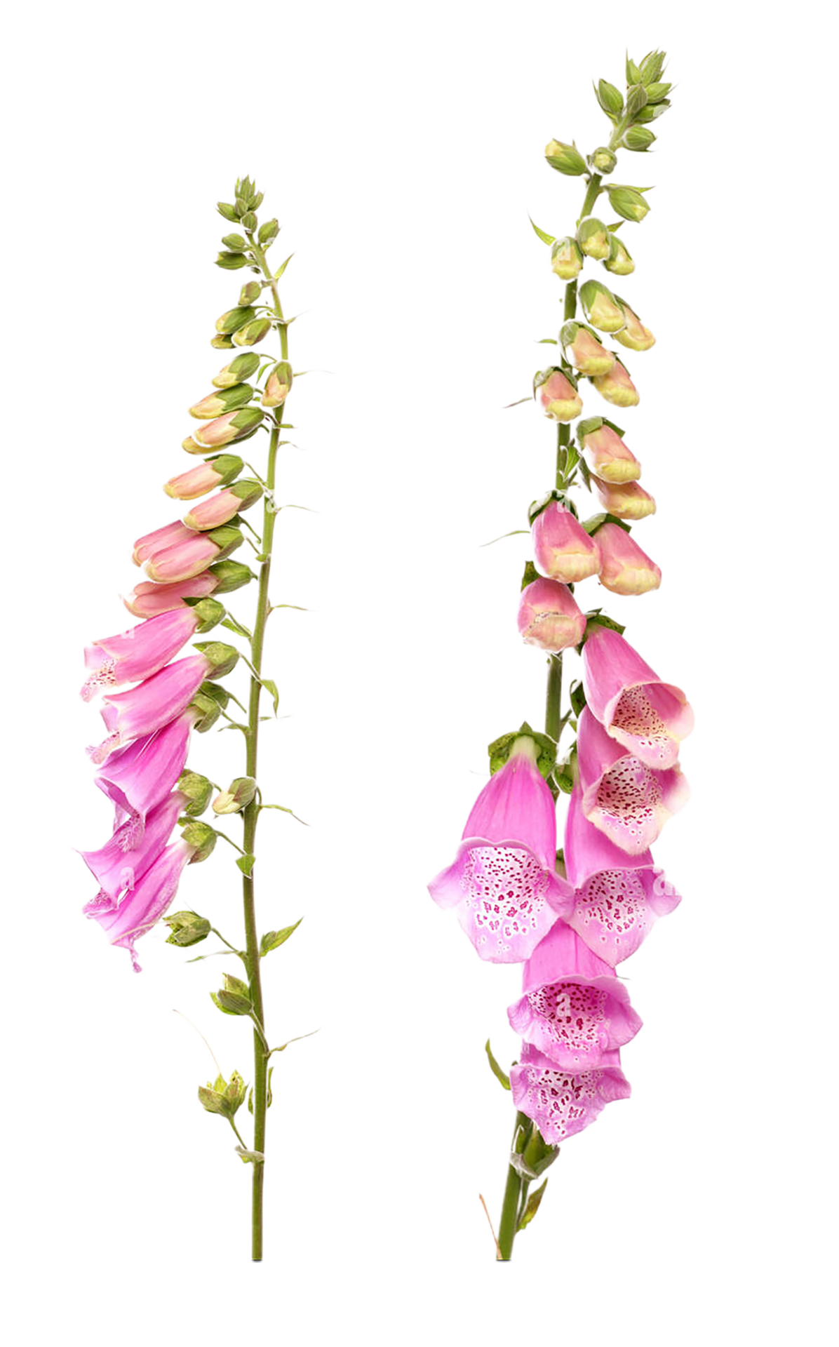 foxglove flower png transparent background 29719742 PNG